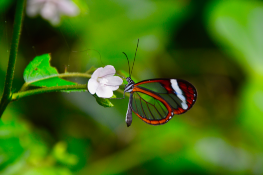 Costa Rica - Invisible