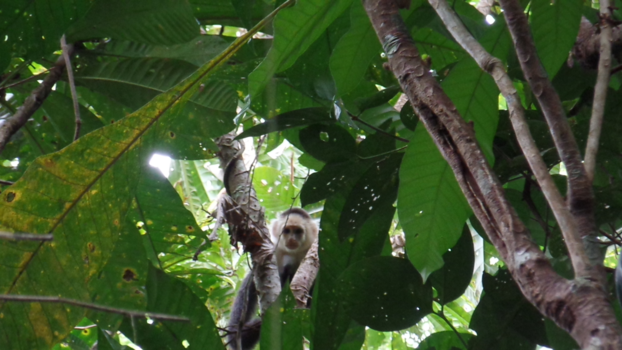 Costa Rica - Who is watching who?