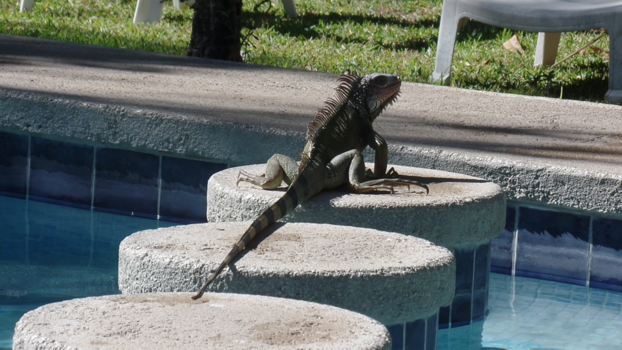 Costa Rica - Bezoeker bij het zwembad