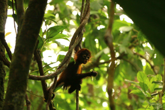 Costa Rica - Spider monkey in Costa Rica
