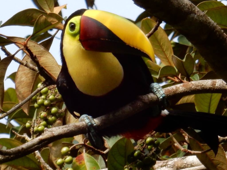Tortuguero National Park - Toekan...prachtbeestje!