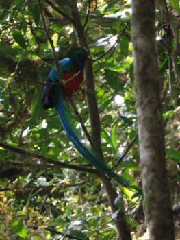 Costa Rica - DE Quetzal gespot!