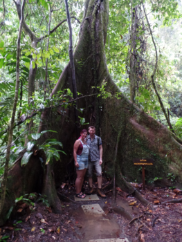 Costa Rica - Wat een fantastische bomen