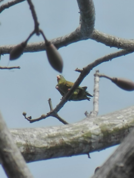 Costa Rica - Love birds making love <3