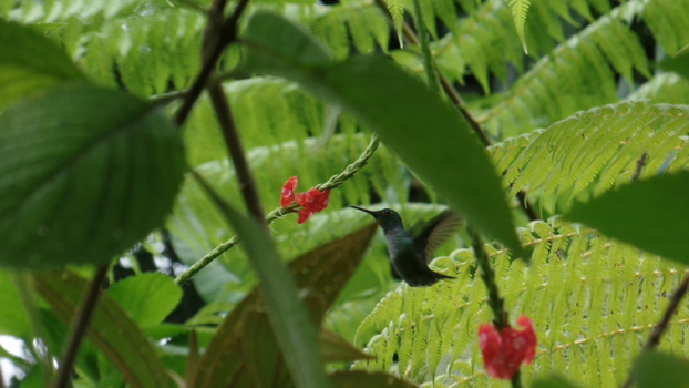 Costa Rica - the perfect shot!