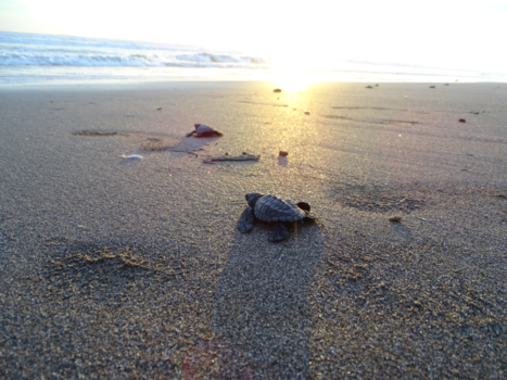 Nicaragua - Fresh born turtles rushing for the Pacific
