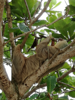 Costa Rica - Slapende luiaard op het strand