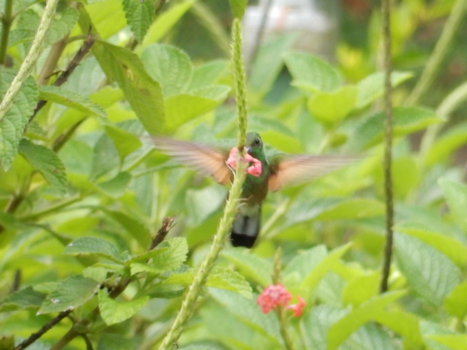 Monteverde Cloud Forest Reserve - Kolibrie in actie