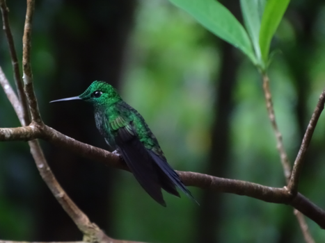Costa Rica - Hummingbird in Monteverde Cloud Forest Reserve