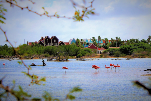 Bonaire - Flamingo's in hartje Kralendijk!