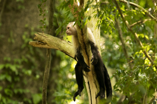 Costa Rica - Capuchin monkey
