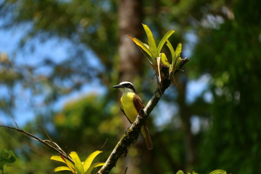 Costa Rica - Kiskadee