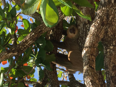 Costa Rica - A sloth, spotted at the caribean coast in Costa Rica