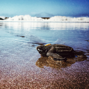 Nicaragua - Baby schildpad in Poneloya, Nicaragua