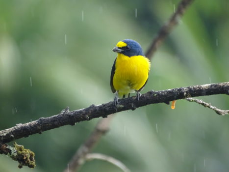 Costa Rica - Colors in the rain