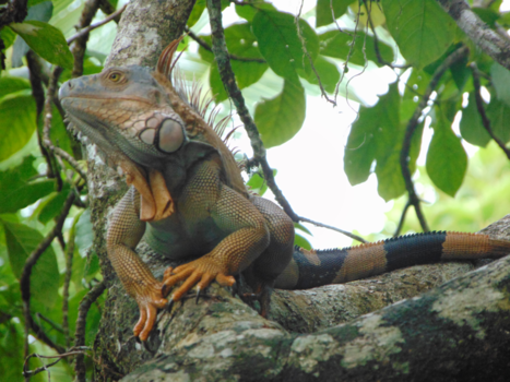 Costa Rica - Royalty of the forest