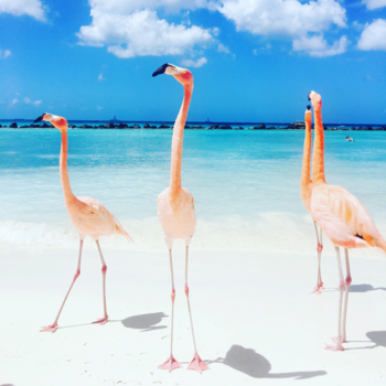 Aruba - Pink ladies
