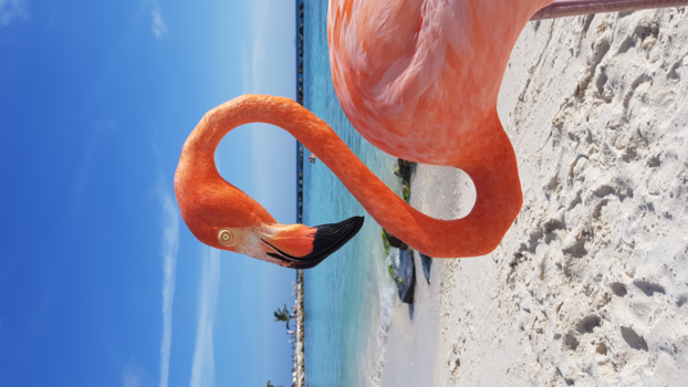 Aruba - Pretty in Pink