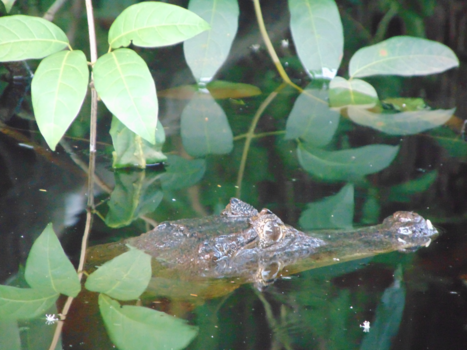 Costa Rica - ssssttt