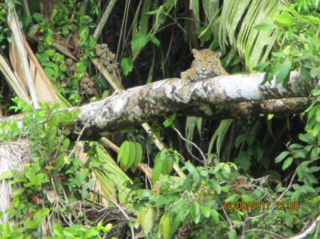 Costa Rica - Jaguar ligt op te warmen in de zon na 2 dagen regen in Costa Rica!