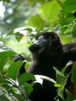 Costa Rica - Monkey time