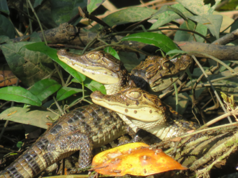Costa Rica - nestje kaaimannen tijdens een kanotocht bij tortuguero