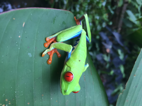 La Fortuna - Dare to be different!