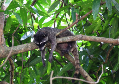Costa Rica - Relax, don' t worry... be happy