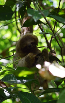 Costa Rica - Lekker rondhangen, jonge luiaard