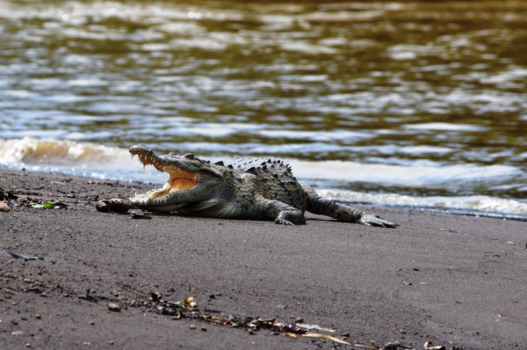 Costa Rica - KOm maar op als je durft, ik lig er klaar voor.... No swimming here!