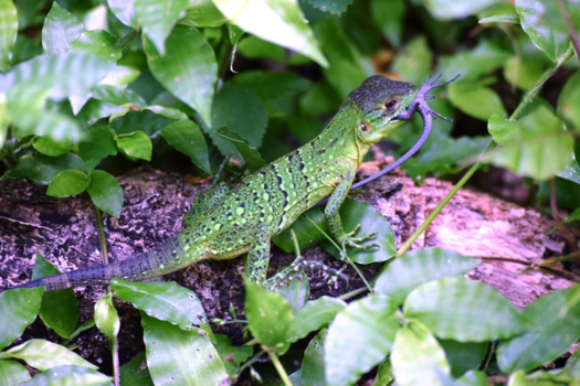 Costa Rica - Survival of the fittest, eten of gegeten worden..........Costa Rica