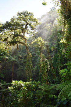 Costa Rica - Regenwoud Monteverde, Costa Rica