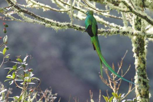 Costa Rica - Quetzal