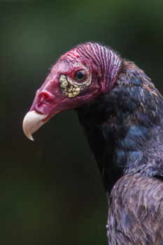 Costa Rica - Aasgier