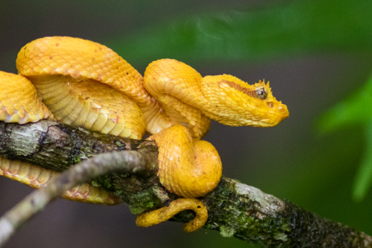 Costa Rica - Terrifying beauty