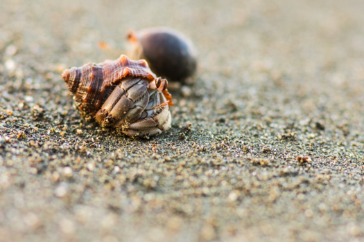 Costa Rica - Even the smallest are appreciated