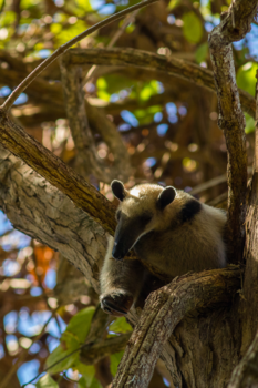 Costa Rica - Sleeping beauty