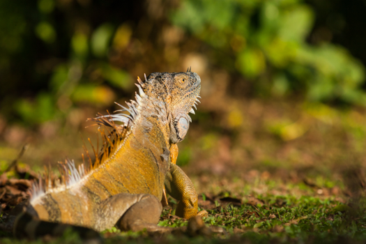 Costa Rica - Iguana