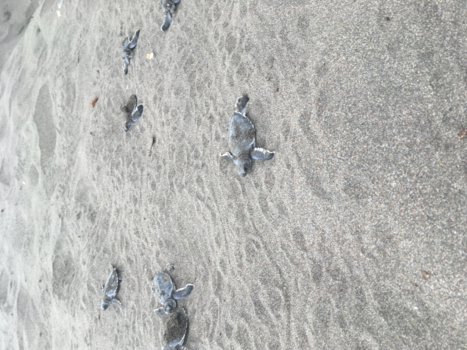 Tortuguero National Park