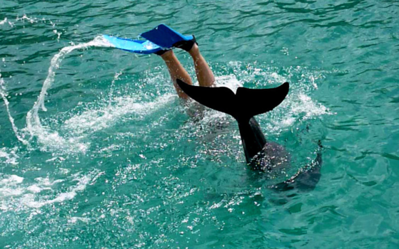 Curaçao - Dol fijn, duiken met een dolfijn