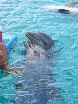 Curaçao Sea Aquarium - Love is in the air