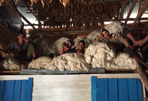Cuba - Tobacco break