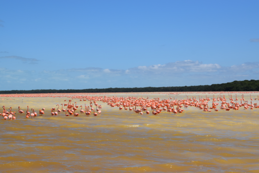 Mexico - Flamingo's in Mexico.