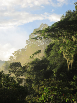 Costa Rica - Cloudforest by sunset