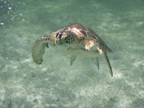 Mexico - Snorkelen op alkumal