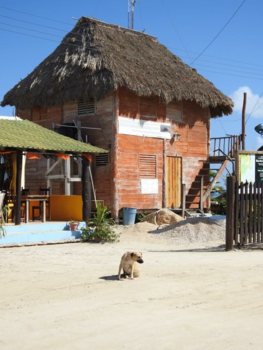Mexico - Streetdog