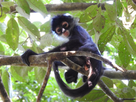 Mexico - Monkey