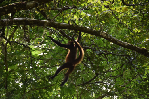 Costa Rica - Tortugero national park