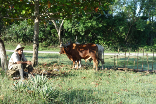 Cuba - Boer met zijn ossenwagen