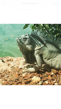 Cuba - Leguaan op Bonaire